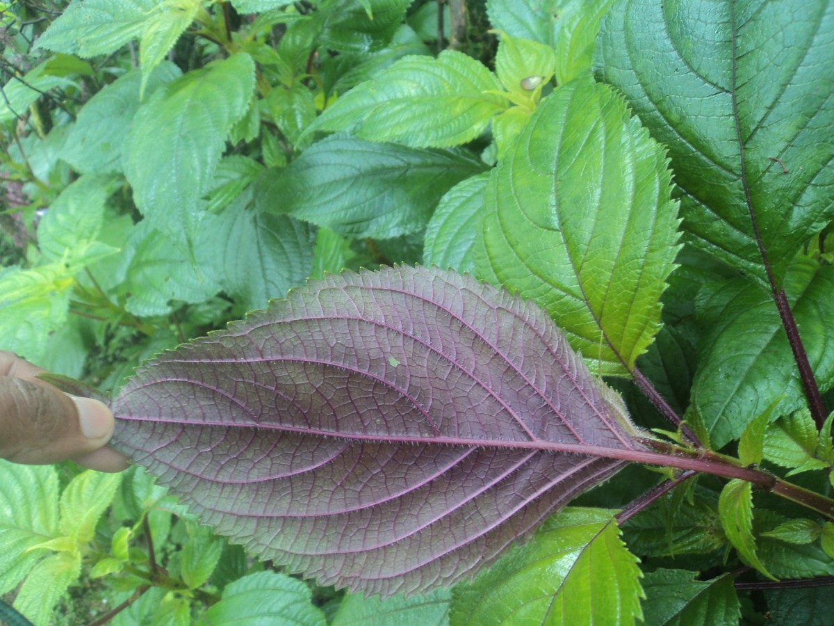 Coleus inflatus Benth.